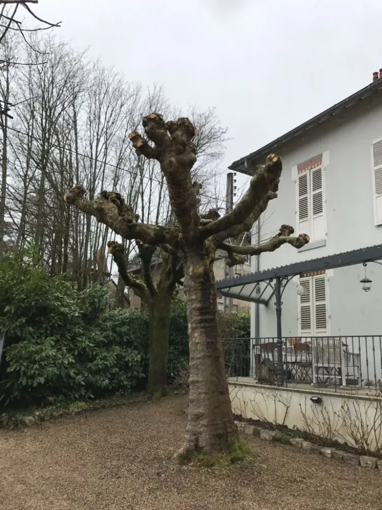 entretien arbres